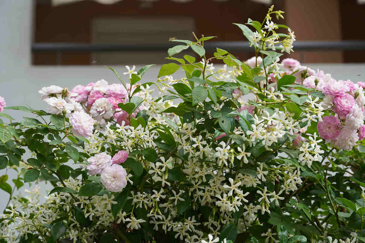 Trachelospermum_jasminoides_and_roses_1220x813-_shutterstock_2479228523_1