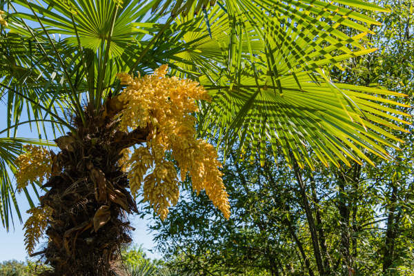 Trachycarpus_Tree_600x400_shutterstock_2118349211