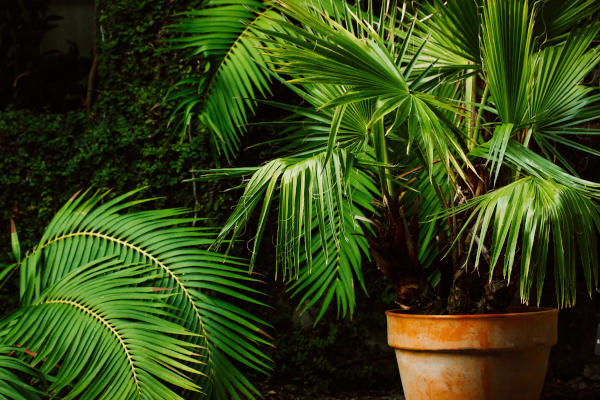 Trachycarpus_fortunei_600x400-_shutterstock_2269811743