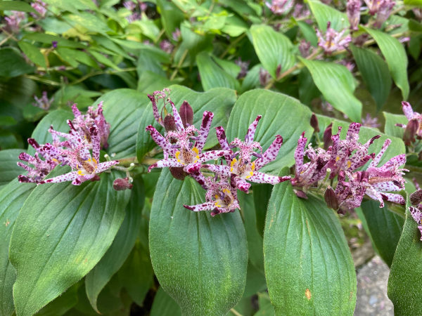 Tricyrtis_formosana_600x450_-_shutterstock_1872601333