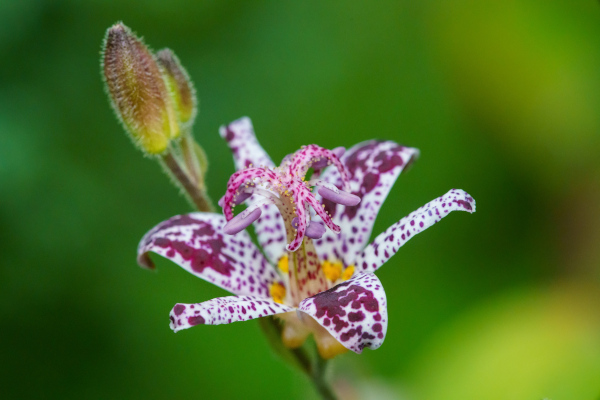 Tricyrtis