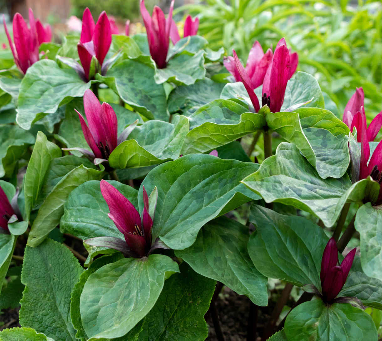 Zantedeschia