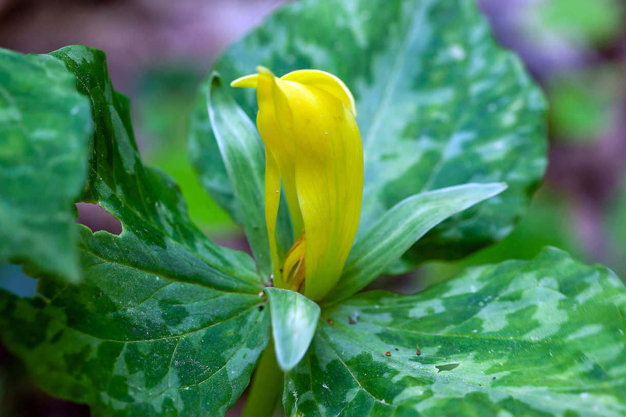 Zantedeschia