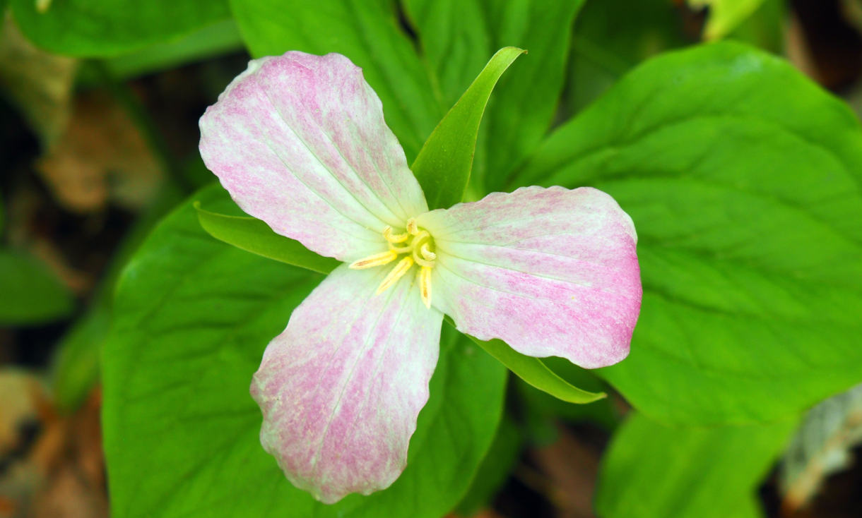 Trillium_pink_1220x734-_shutterstock_2456280165