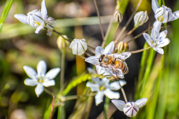 Triteleia_lilacina_600x400-_shutterstock_1384187888