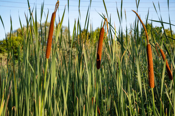 Typha_600x400-_shutterstock_2502549189