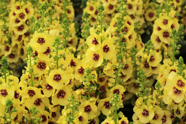 Verbascum_Dark_Eyes_600x400-_shutterstock_2471598409