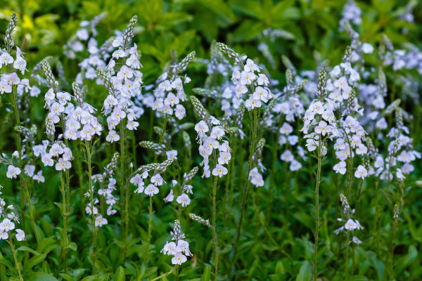 Veronica_gentianoides_600x400-_shutterstock_2359376253