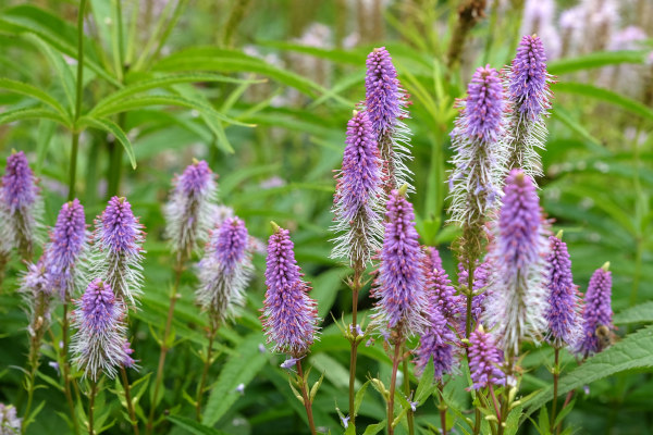 Veronicastrum_virginicum_600x400-_shutterstock_2348220261