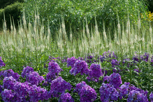 Veronicastrum_virginicum_Album_Phlox_Blue_Paradise_-600x401_shutterstock_2498337761