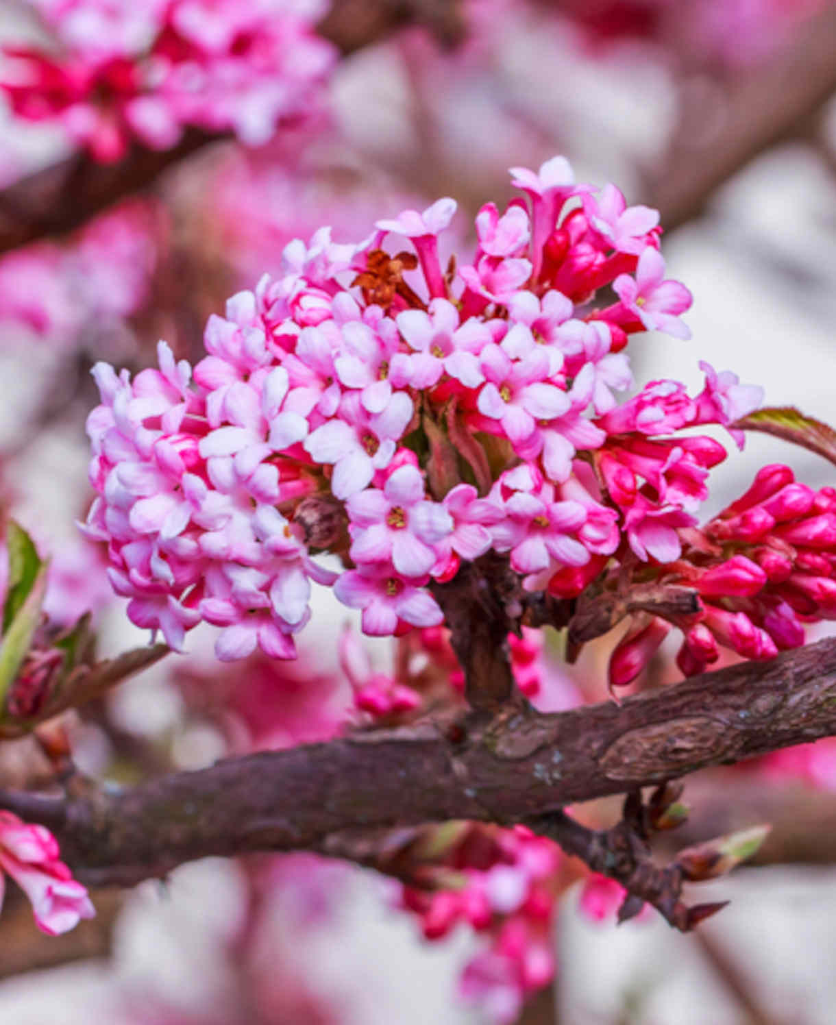 Viburnum_bodnantense_Dawn_shutterstock_589801031_1__1