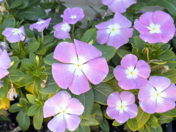 Vinca_pink_flowers_600x450-_shutterstock_2497746931