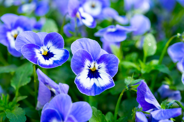 Viola_-600x399_shutterstock_1694033851