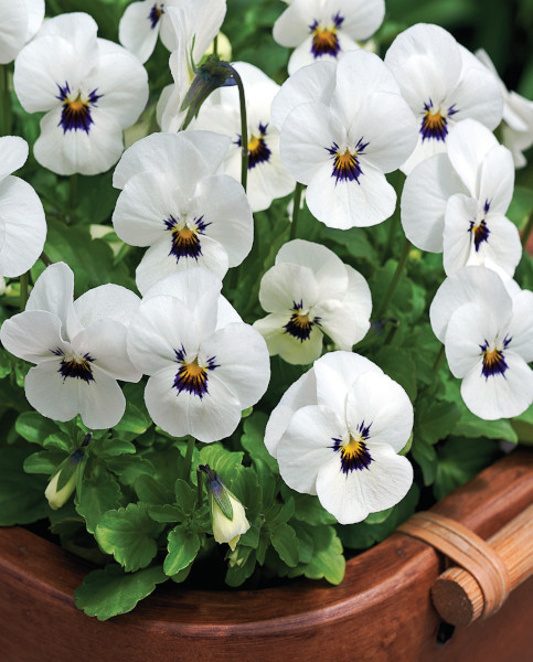 Viola_Penny_White_Blotch_403x600_FOC_Earley