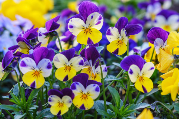 Viola_tricolor_600x400-_shutterstock_2294128731