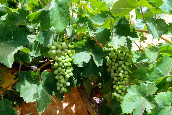 Vitis_vinifera_-600x400_grape_-_shutterstock_2181030545