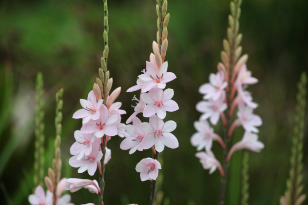 Watsonia_-600x400_shutterstock_2010360311