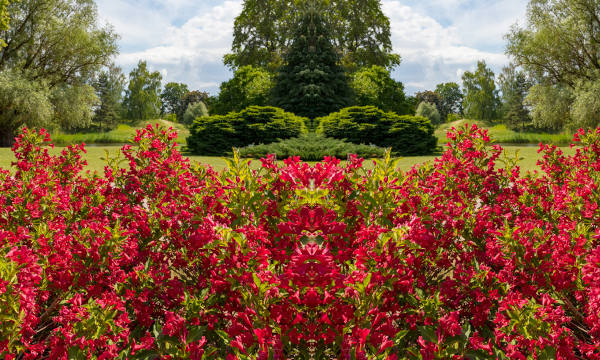 Weigela_Red_Prince_600x360_-Shutterstock_3