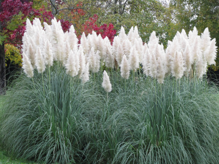 White_Pampas_Grass_450x337_shutterstock_566854369