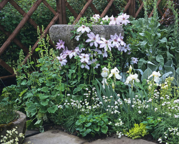 White_border_with_Iris_Tellima_Primula_600x484-_shutterstock_594003464