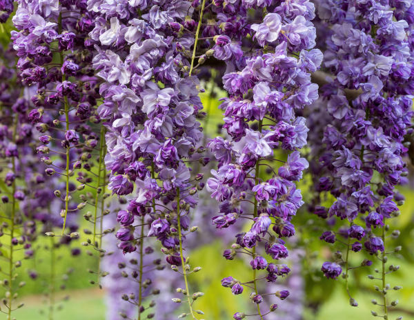 Wisteria_floribunda_Violacea_Plena_600x464-_shutterstock_2450829051