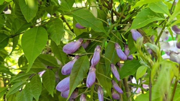 Wisteria_frutescens_600x400-_shutterstock_2187304033