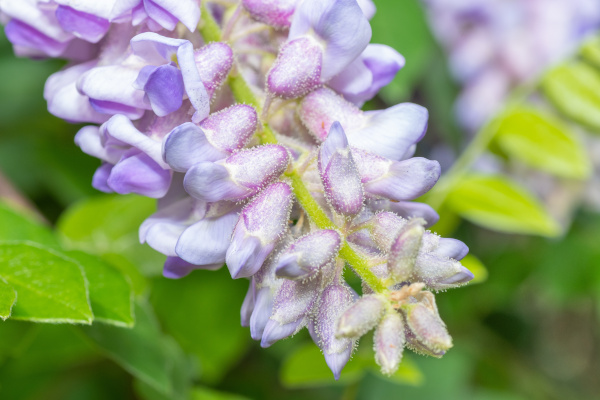 Wisteria_frutescens_600x400-_shutterstock_2298748899