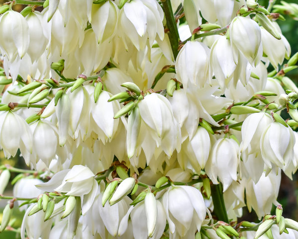 Yucca_flowers_600x481-_shutterstock_1901233360