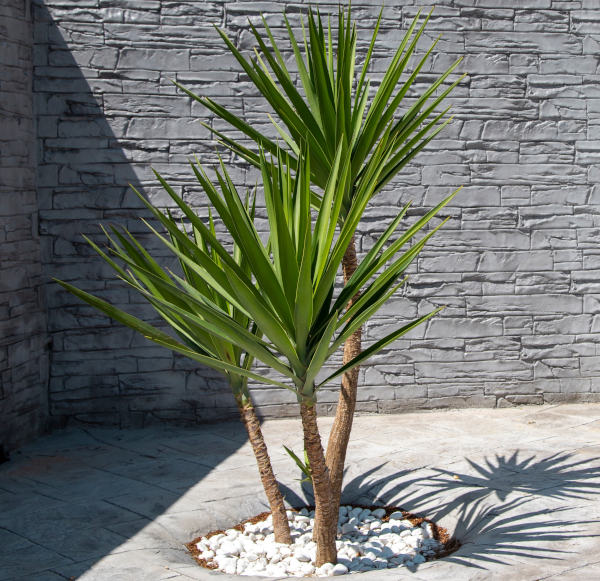 Yucca_planter_600x581-_shutterstock_2148281775