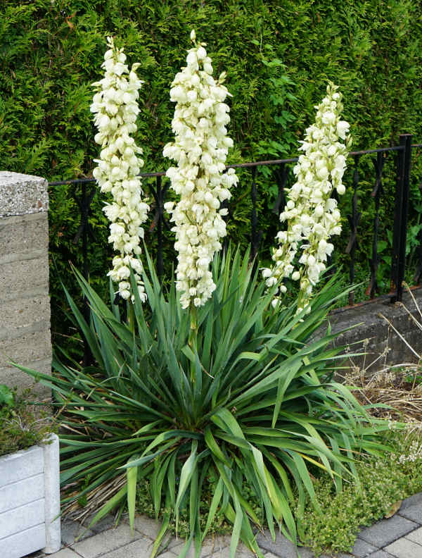 Zantedeschia