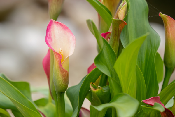 Zantedeschia_aethiopica_600x400-_shutterstock_2510547311