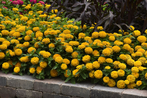 Zinnia_Zesty__Yellow_600x400_Ballcolgrave_6_