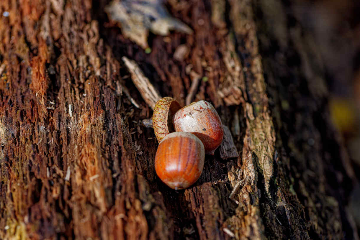 acorn_on_quercus_tree_1220x814-_shutterstock_2532486647