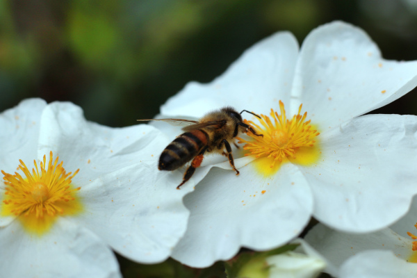 cistus_monspeliensis_600x400-_shutterstock_2306177291