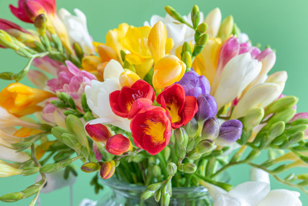 freesia_600x401_mix_shutterstock_1667234284