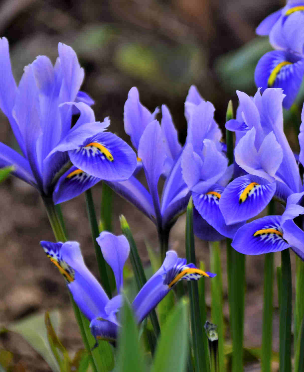 iris_reticulata_-shutterstock_1931691485-1220x1496_2