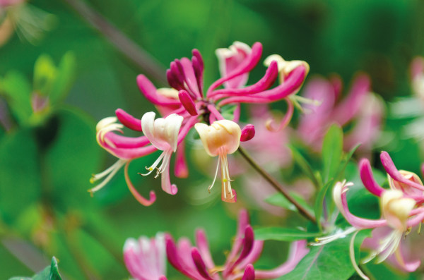 lonicera_darts_world_600x397_shutterstock_640693120