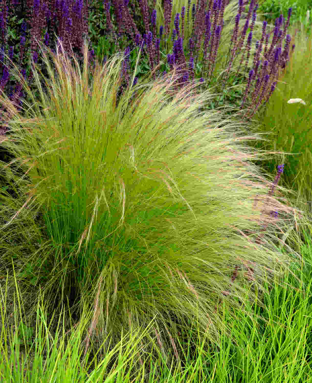 shutterstock_1759414922_Stipa_Ponytails_1