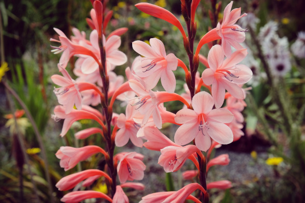 watsonia_peach_glow_600x399_shutterstock_1451497466