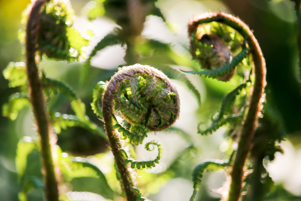 young_Dryopteris_fronds_fern_600x400-_shutterstock_1386271040