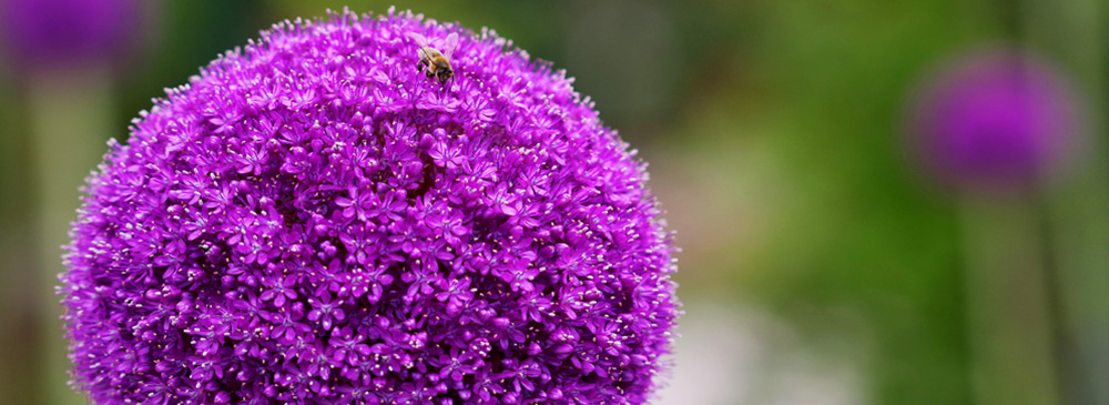 Top 10 Alliums - Giganteum