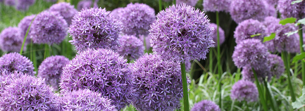 Top 10 Alliums - Globemaster