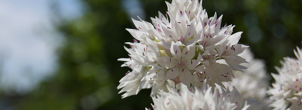 Top 10 Alliums - Graceful Beauty