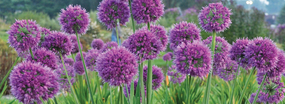 Top 10 Alliums - Lavender Bubbles