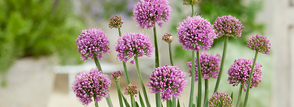 Top 10 Alliums - Little Sapphire