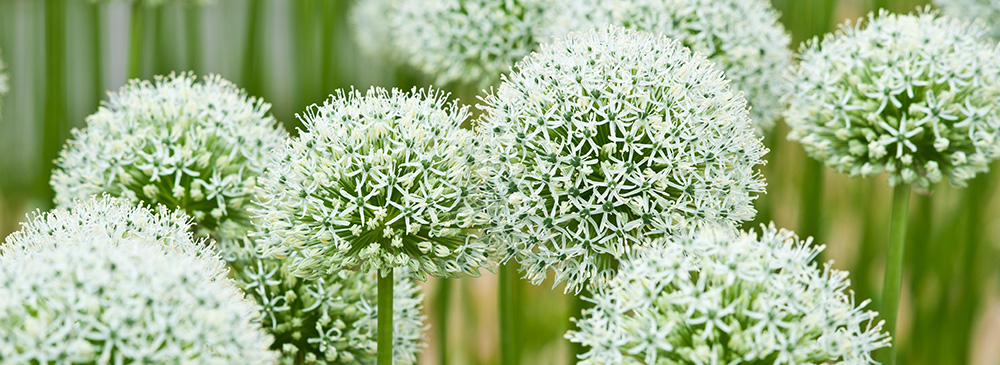 Top 10 Alliums - Mount Everest