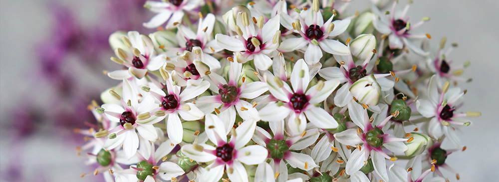 Top 10 Alliums - Silver Spring