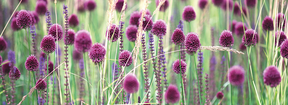 Top 10 Alliums - spaherocephalon