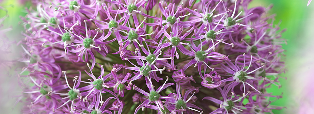 Top 10 Alliums - Stipitatum