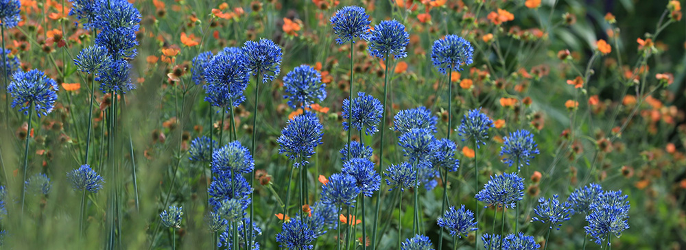 Top 10 Alliums - caeruleum